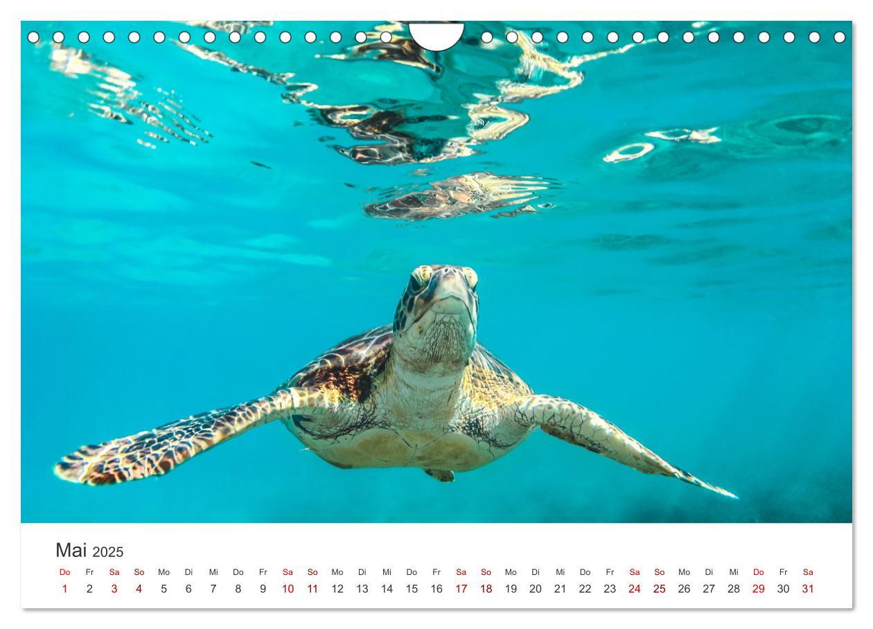 Bild: 9783383997839 | Schildkröten - Die gepanzerten Tiere. (Wandkalender 2025 DIN A4...