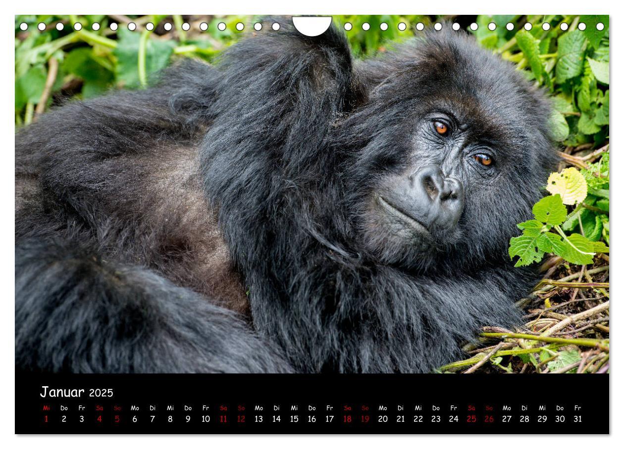 Bild: 9783435119516 | Berggorillas: die bedrohten Riesen (Wandkalender 2025 DIN A4 quer),...