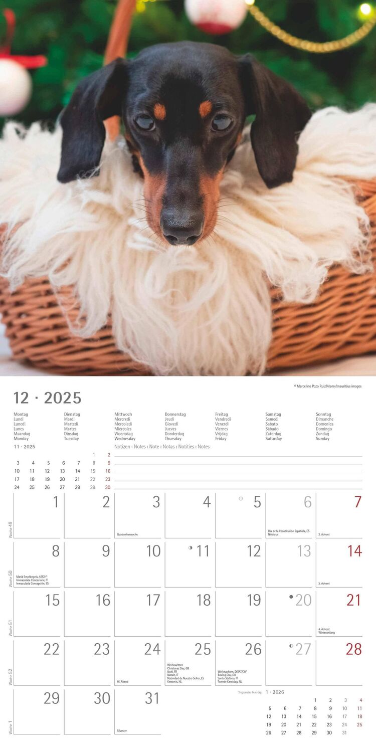 Bild: 4251732343033 | Dackel 2025 - Broschürenkalender 30x30 cm (30x60 geöffnet) -...