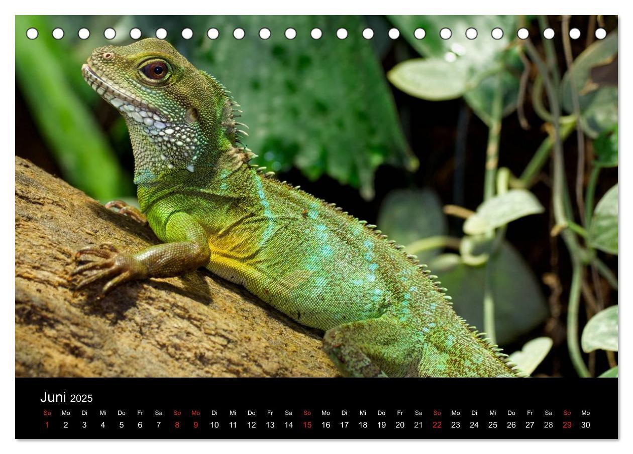 Bild: 9783435826315 | Reptilien &amp; Co. (Tischkalender 2025 DIN A5 quer), CALVENDO...