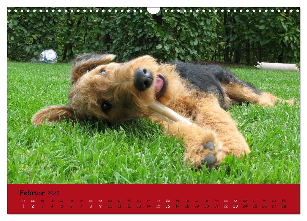 Bild: 9783435665488 | Airedale Terrier (Wandkalender 2025 DIN A3 quer), CALVENDO...