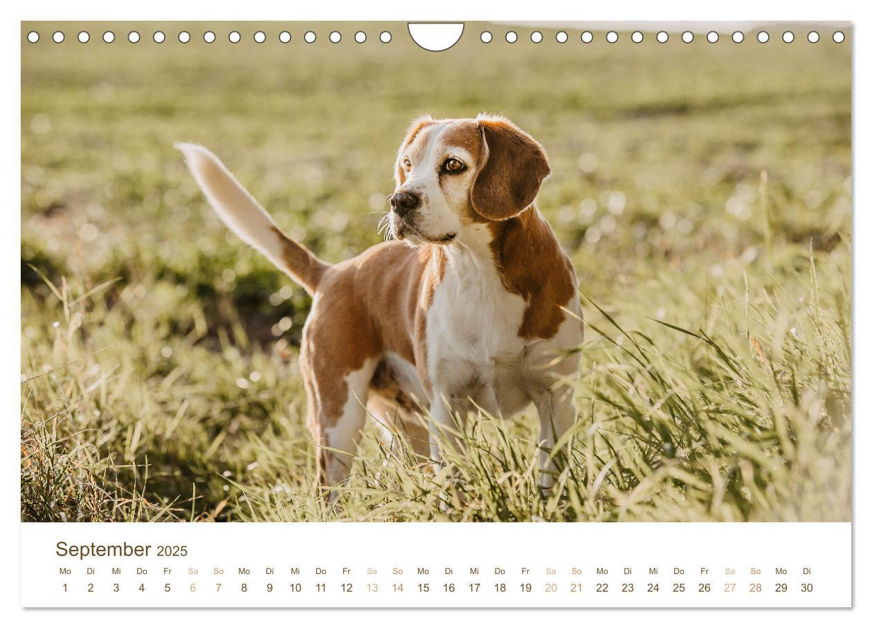 Bild: 9783435018499 | Beagle - Unser treuer Begleiter (Wandkalender 2025 DIN A4 quer),...