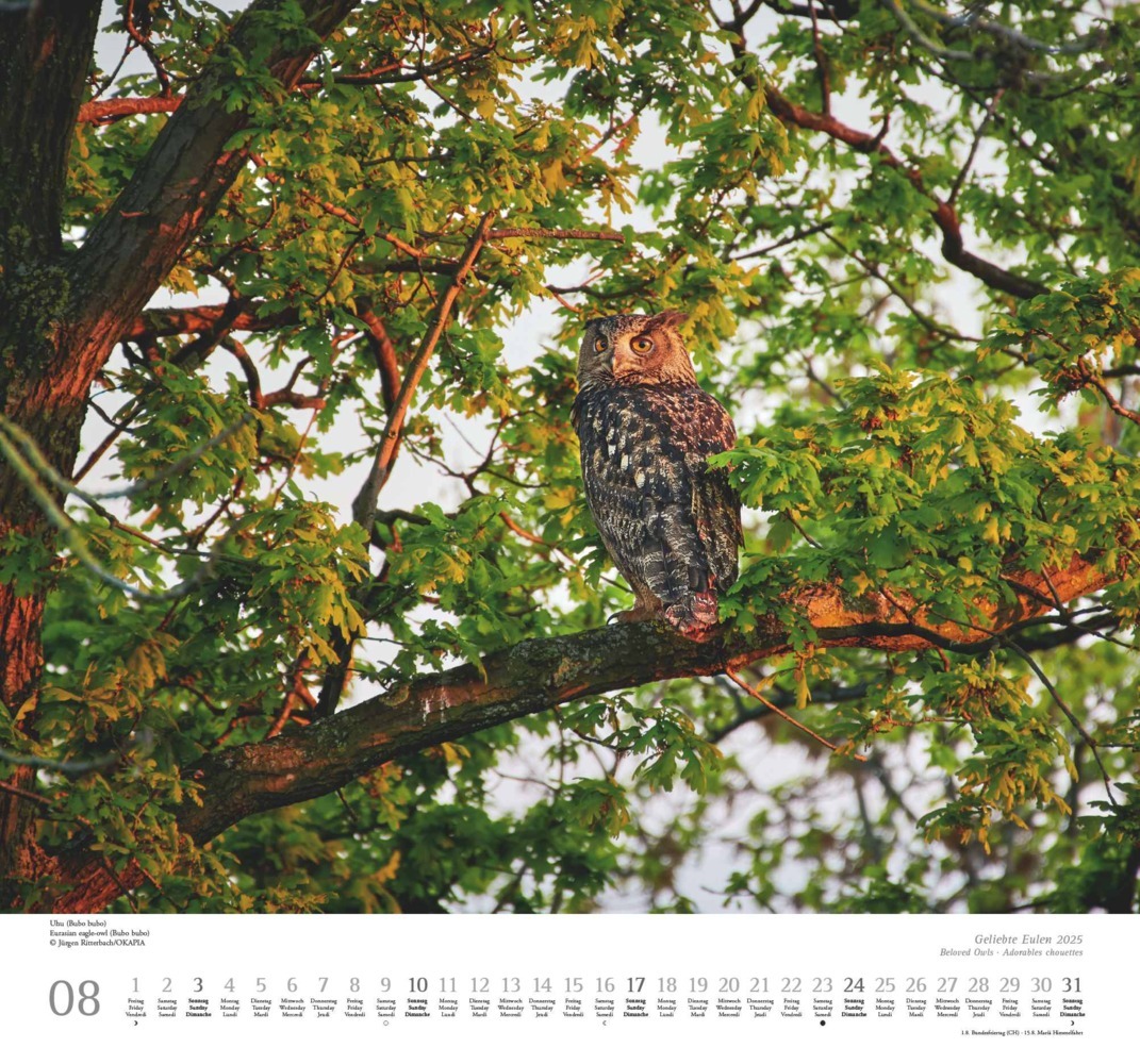 Bild: 4250809653358 | DUMONT - Geliebte Eulen 2025 Wandkalender, 38x35,5cm, Kalender mit...