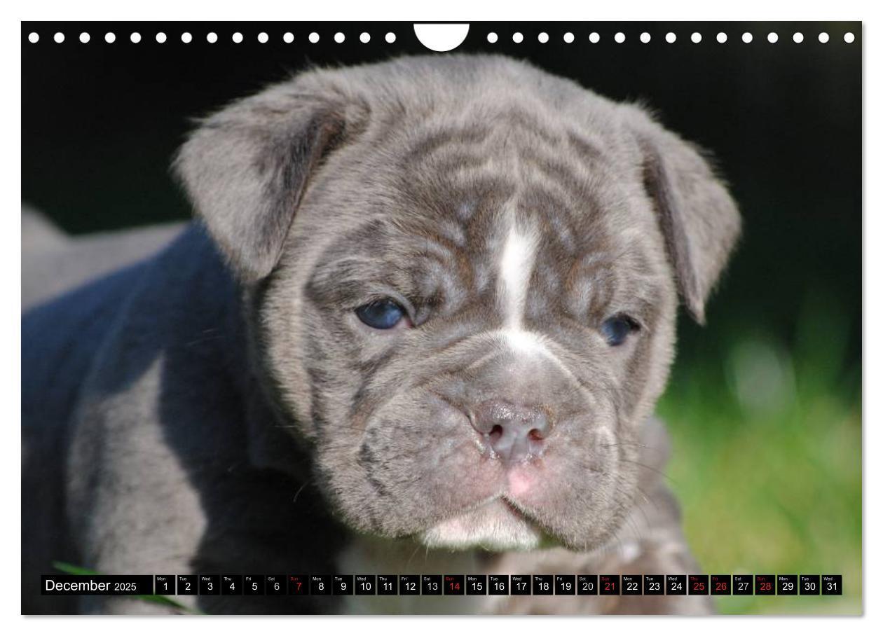 Bild: 9781325965977 | Bulldogs - Old English Bulldog Puppies (Wall Calendar 2025 DIN A4...