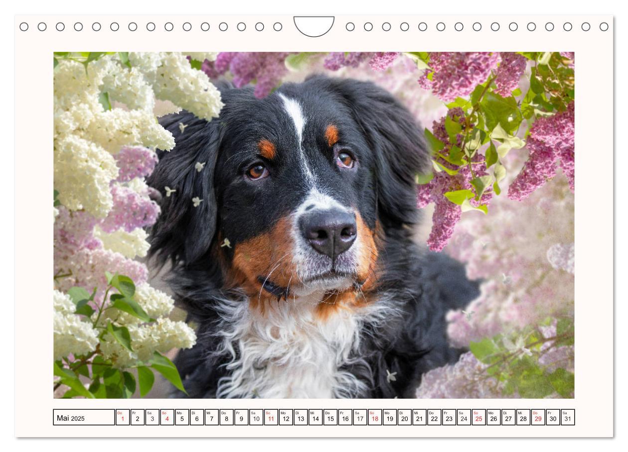 Bild: 9783435136001 | Berner Sennenhunde - Träumereien (Wandkalender 2025 DIN A4 quer),...