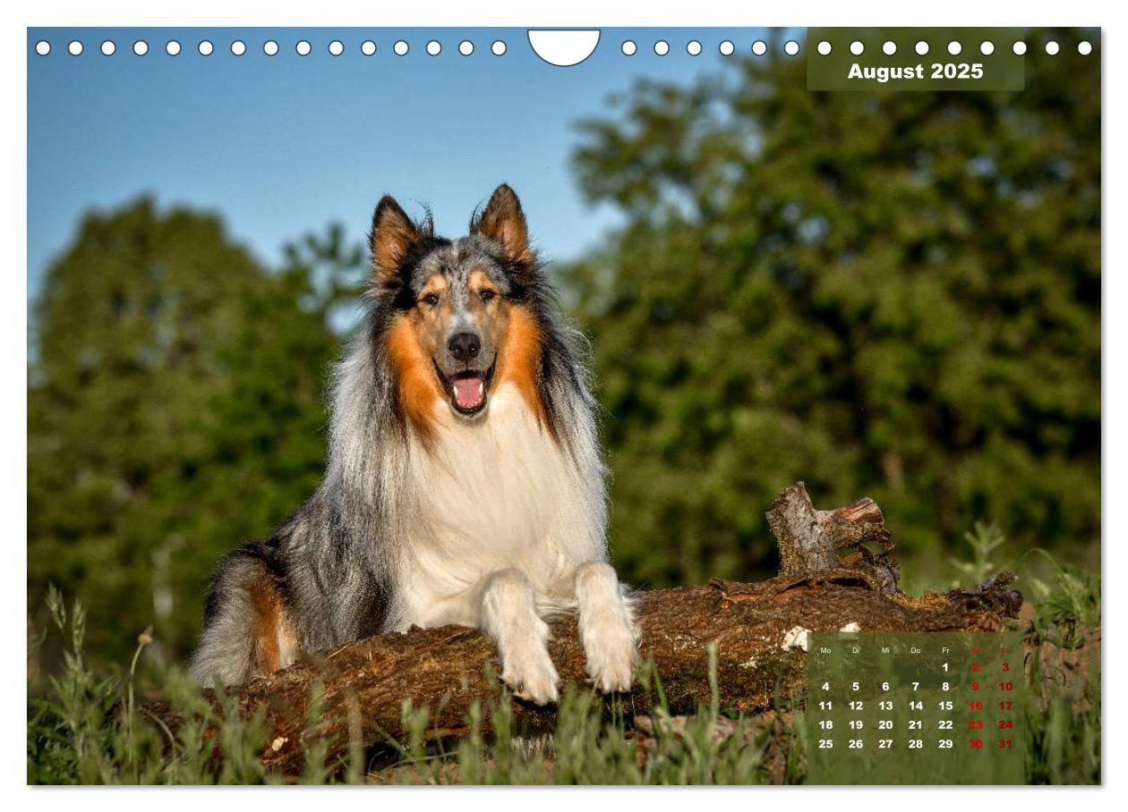 Bild: 9783435110919 | Typisch Collie (Wandkalender 2025 DIN A4 quer), CALVENDO...