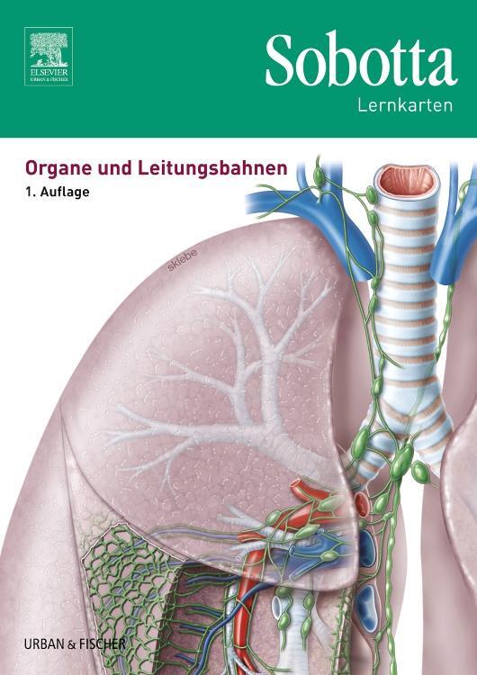 Cover: 9783437429019 | Sobotta Lernkarten Organe und Leitungsbahnen | Lars Bräuer | Box