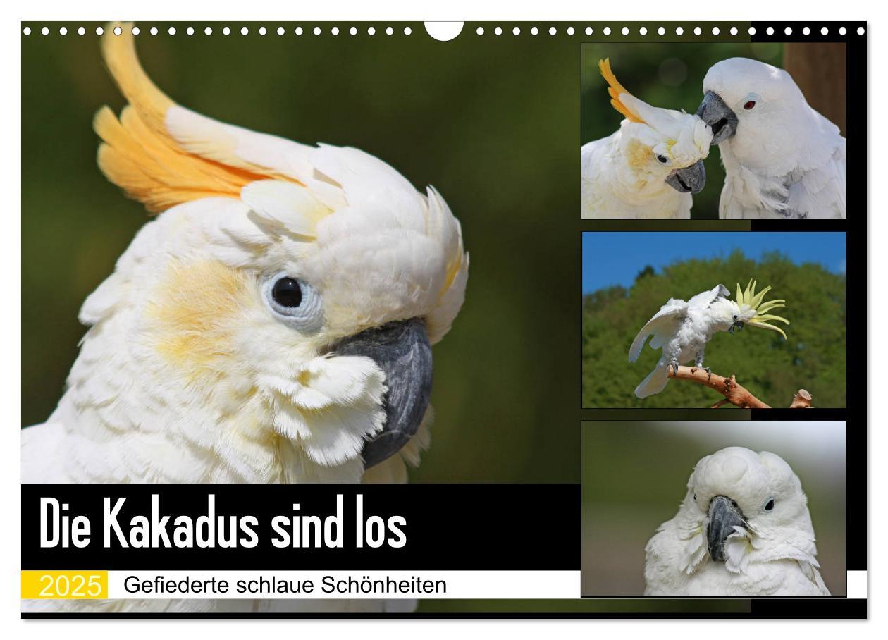 Cover: 9783435411962 | Die Kakadus sind los (Wandkalender 2025 DIN A3 quer), CALVENDO...