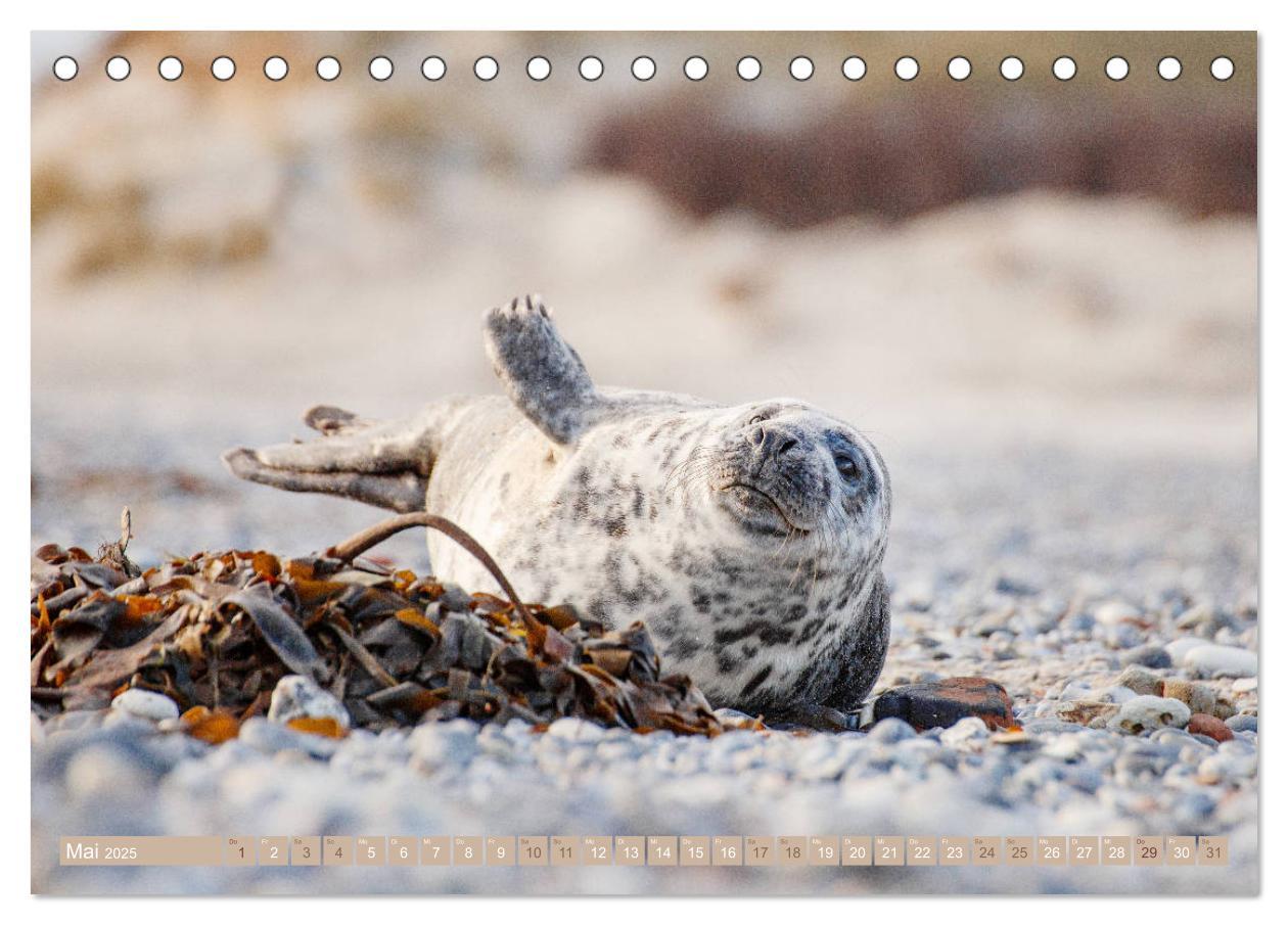 Bild: 9783435250912 | Kegelrobben - Die Kegelrobben von Helgoland (Tischkalender 2025 DIN...