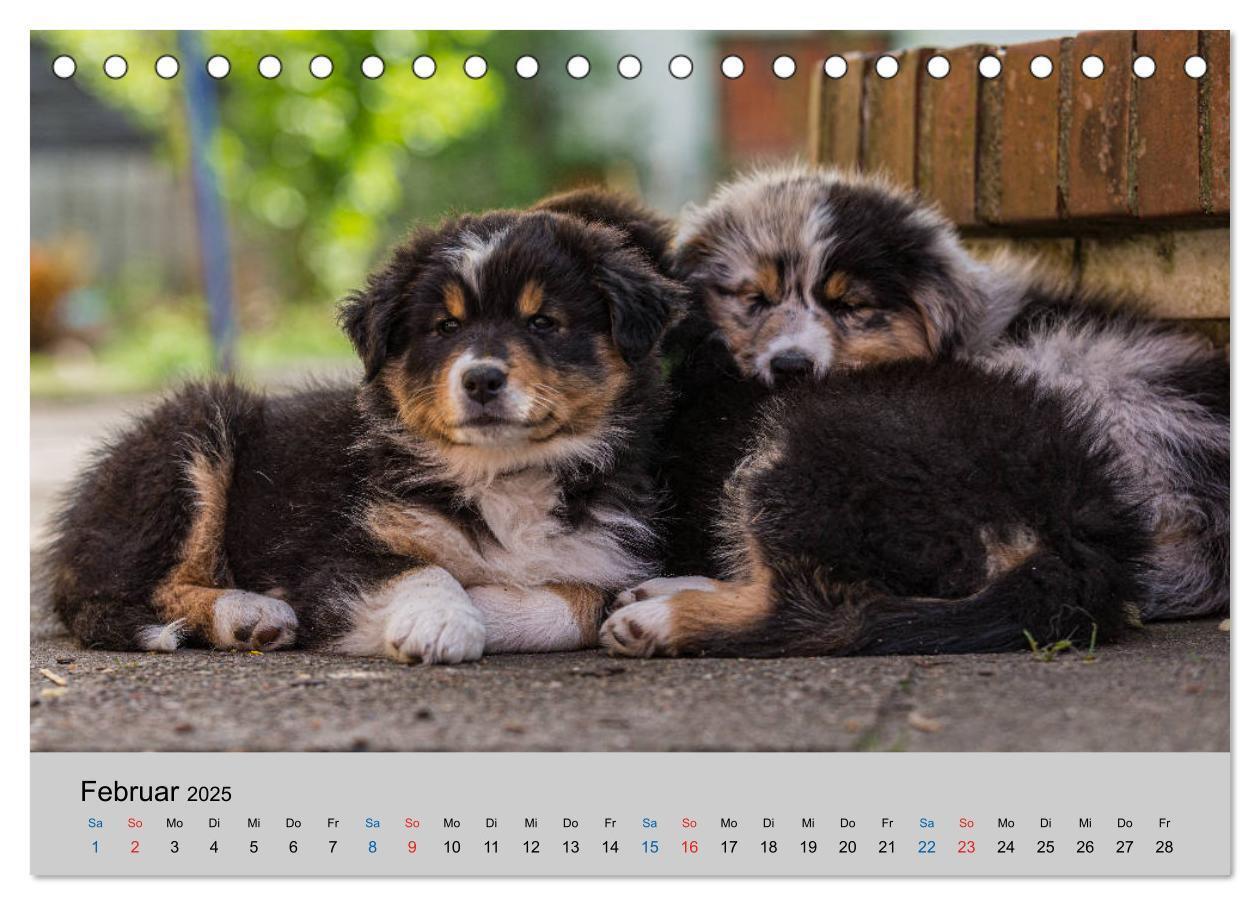 Bild: 9783435150335 | Australian Shepherd Welpen 2025 (Tischkalender 2025 DIN A5 quer),...