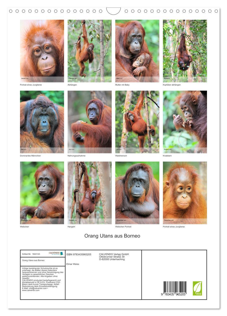 Bild: 9783435965205 | Orang Utans aus Borneo (Wandkalender 2025 DIN A3 hoch), CALVENDO...