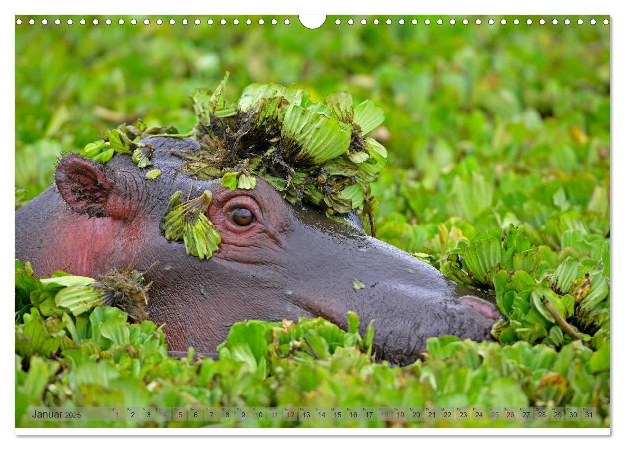 Bild: 9783435760855 | Flusspferde Magie des Augenblicks - Hippos in Afrika (Wandkalender...