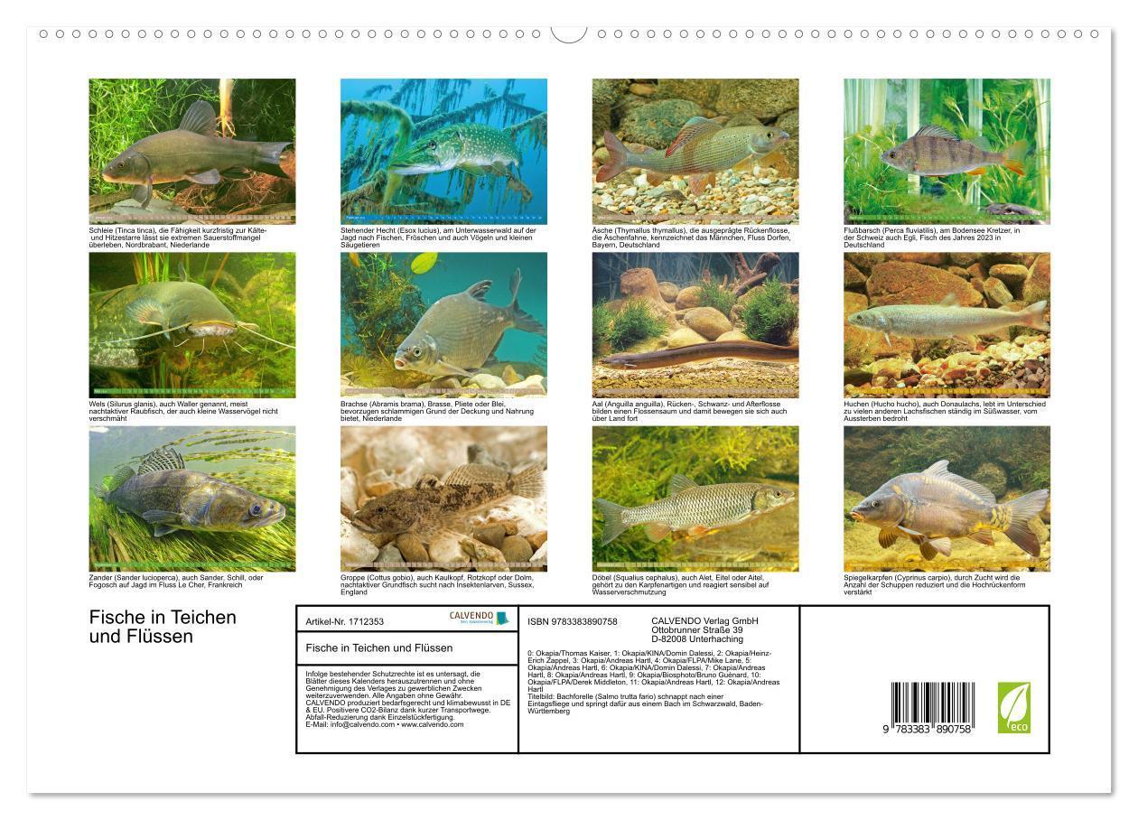 Bild: 9783383890758 | Fische in Teichen und Flüssen (hochwertiger Premium Wandkalender...