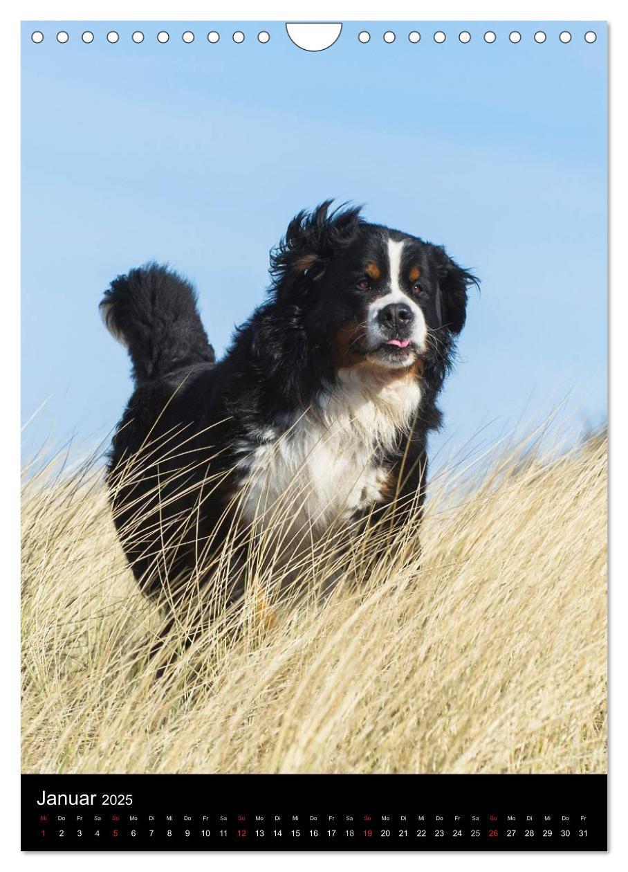 Bild: 9783457069394 | Berner Sennenhund 2025 (Wandkalender 2025 DIN A4 hoch), CALVENDO...