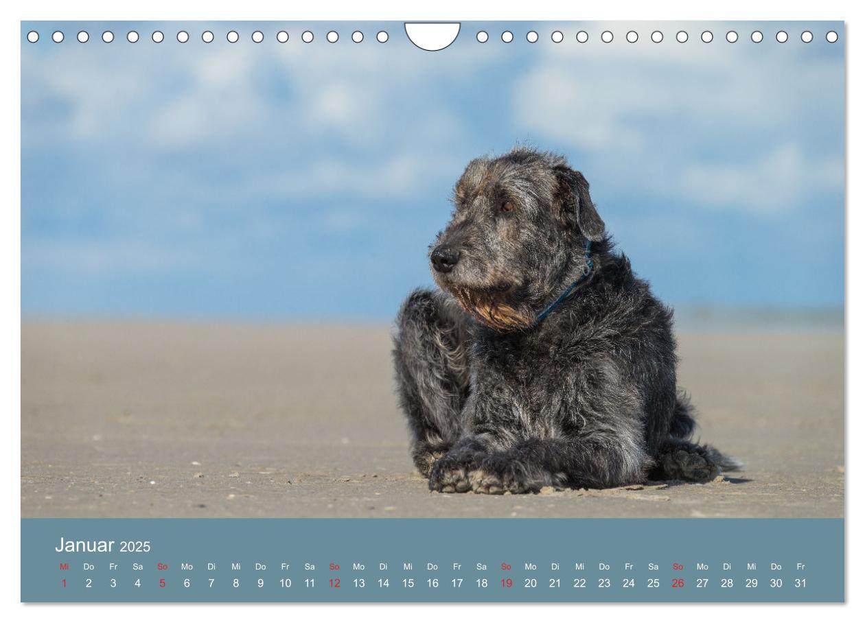 Bild: 9783435425501 | Irische Wolfshunde (Wandkalender 2025 DIN A4 quer), CALVENDO...