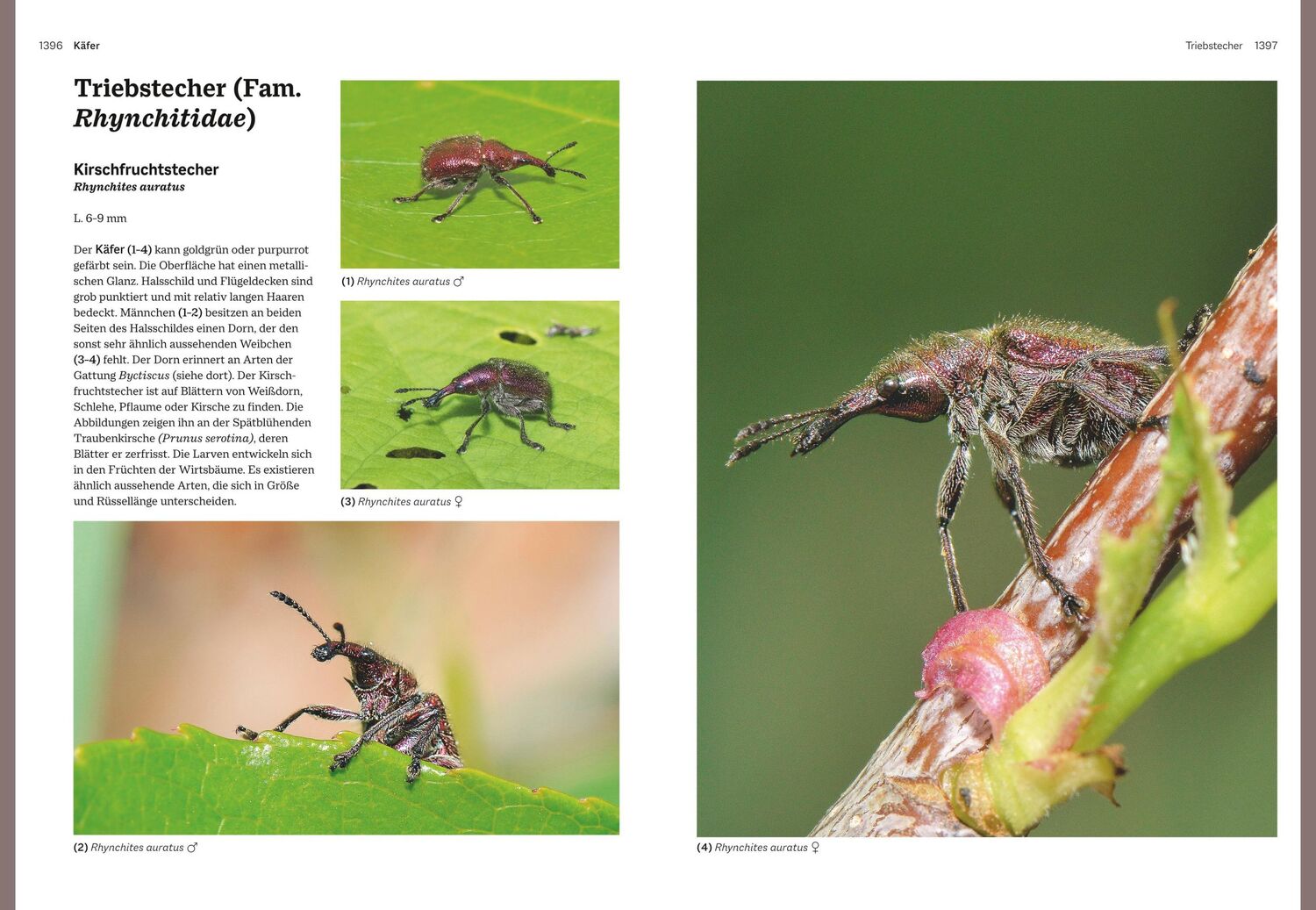 Bild: 9783967470482 | Das große BLV Handbuch Insekten | Marina Gerhardt (u. a.) | Buch | BLV