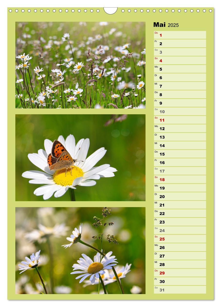 Bild: 9783457173336 | Farbenzauber, bunte Wiesen und bunte Falter (Wandkalender 2025 DIN...