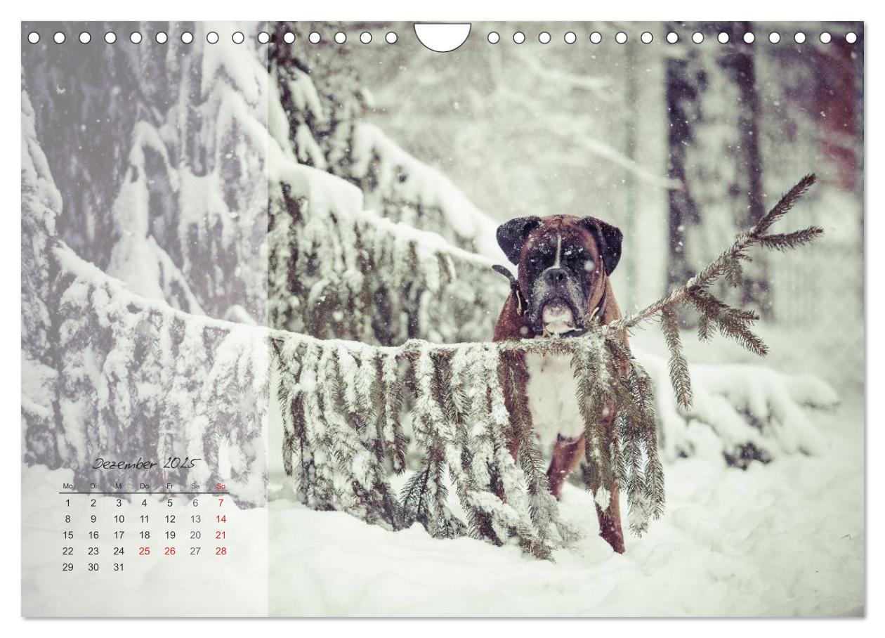 Bild: 9783435823345 | Deutscher Boxer 2025 (Wandkalender 2025 DIN A4 quer), CALVENDO...