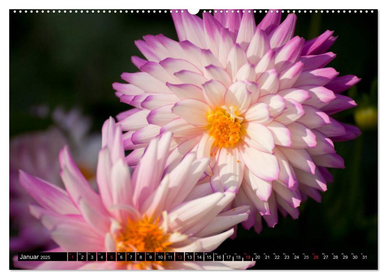 Bild: 9783435663316 | Dahlia - Dahlien (Wandkalender 2025 DIN A2 quer), CALVENDO...