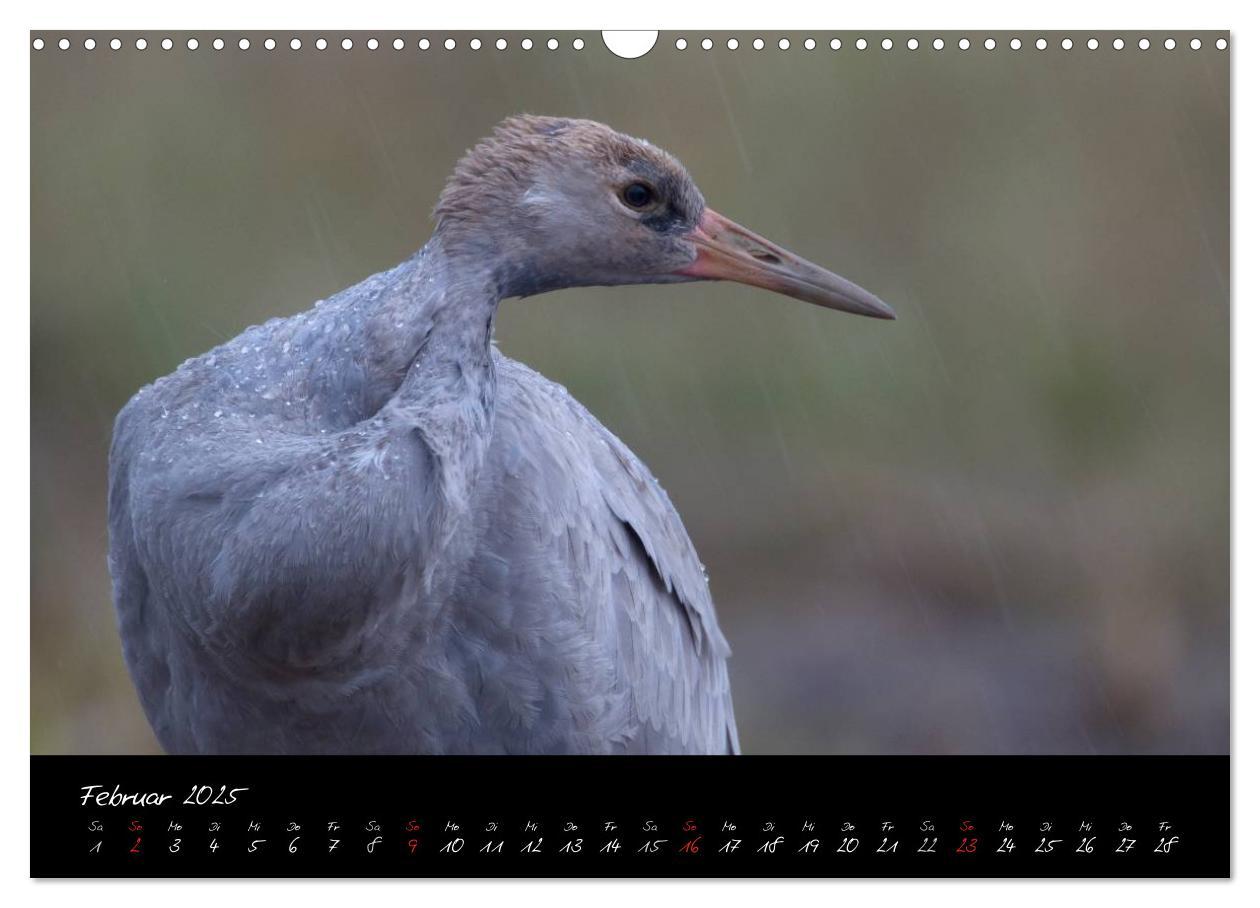 Bild: 9783435816316 | Kraniche - Vögel des Glücks (Wandkalender 2025 DIN A3 quer),...