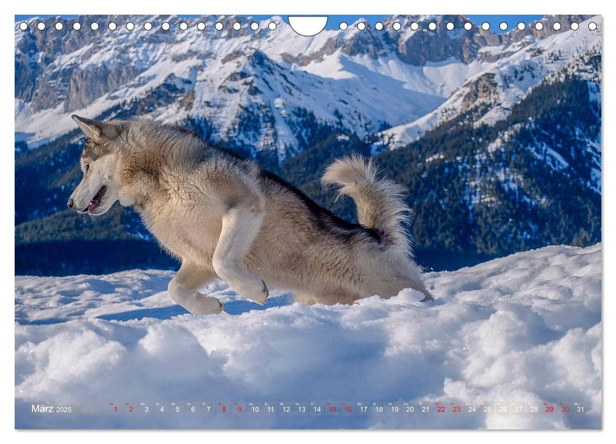 Bild: 9783435214730 | Alaskan Malamute in seinem Element (Wandkalender 2025 DIN A4 quer),...