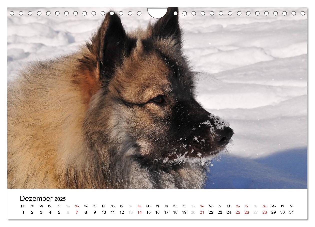 Bild: 9783435805457 | Der Wolfsspitz (Wandkalender 2025 DIN A4 quer), CALVENDO...