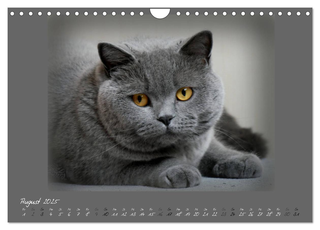 Bild: 9783435401673 | GRAUE ENGEL Britischkurzhaar-Katzen (Wandkalender 2025 DIN A4...