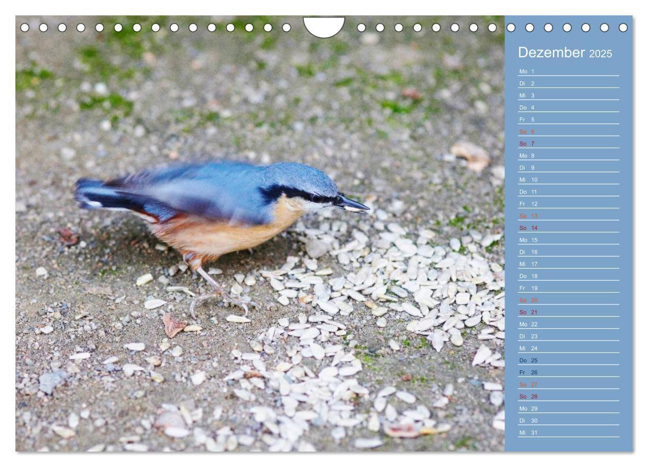 Bild: 9783435555062 | Gefiederte Gartenfreunde (Wandkalender 2025 DIN A4 quer), CALVENDO...