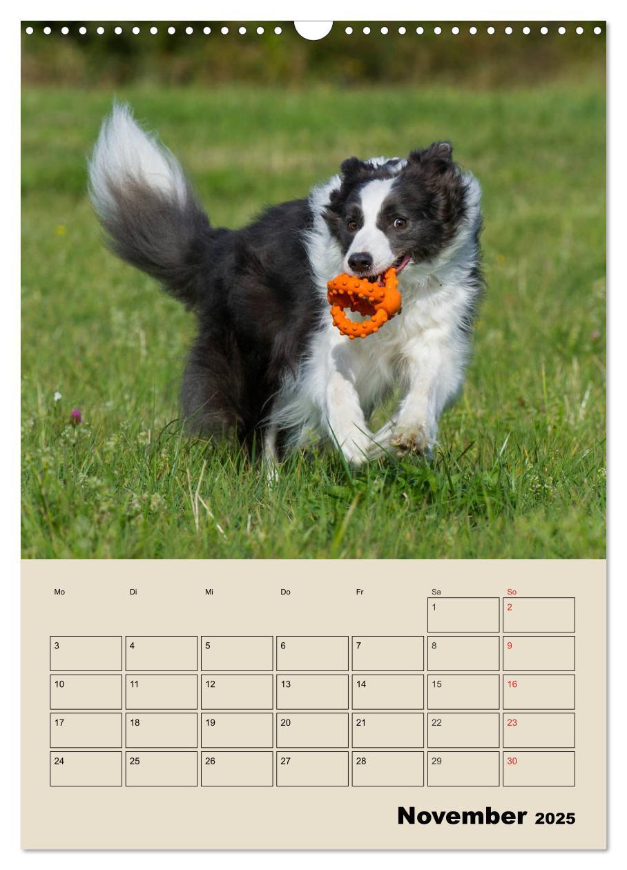 Bild: 9783435959204 | Border Collie - Ein Familienplaner (Wandkalender 2025 DIN A3 hoch),...