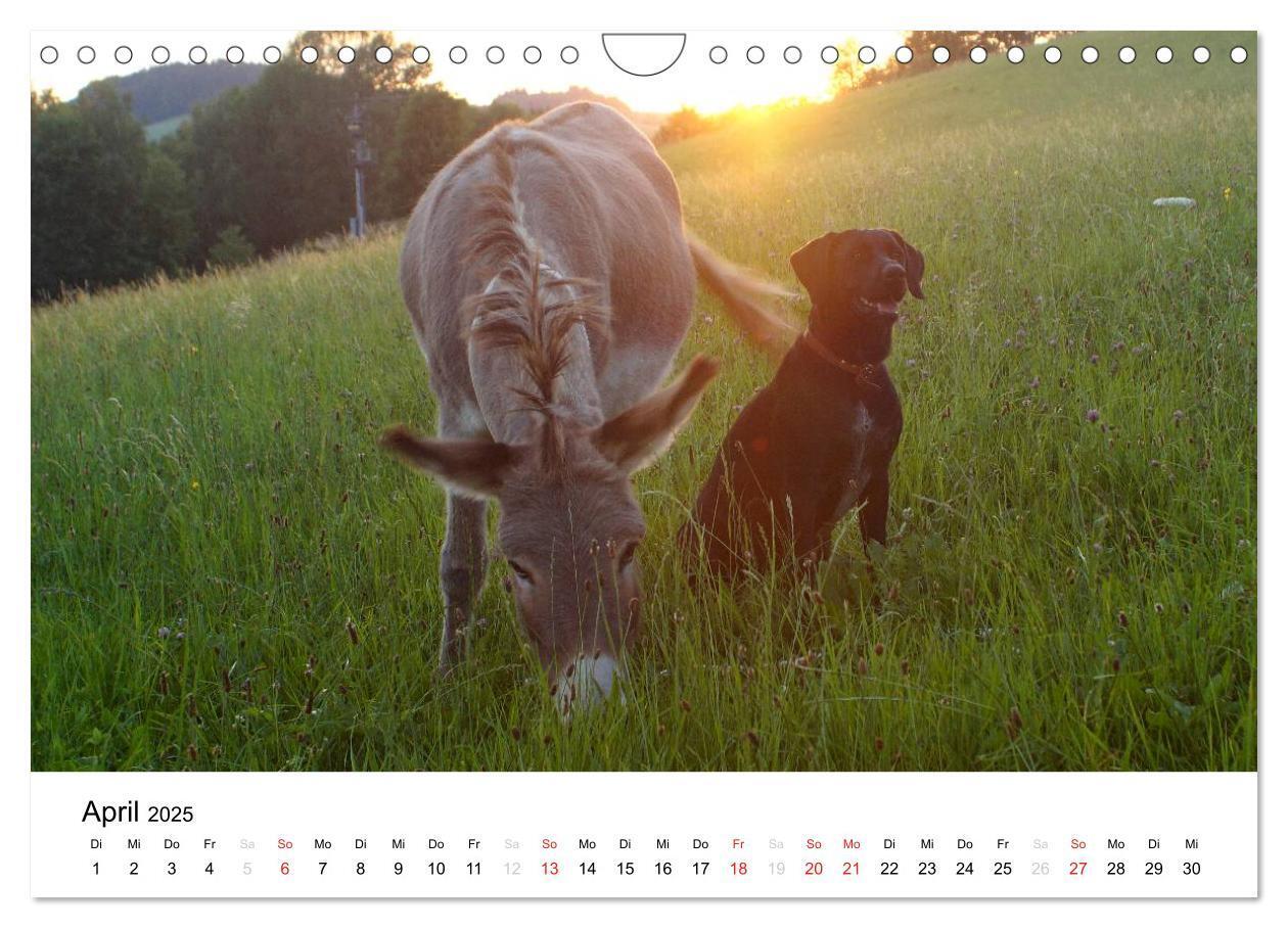 Bild: 9783435663682 | Bauernhoftiere (Wandkalender 2025 DIN A4 quer), CALVENDO...