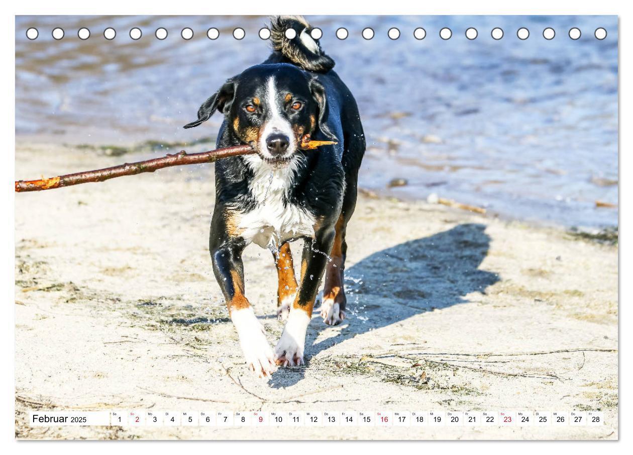 Bild: 9783435331550 | Appenzeller Sennenhunde (Tischkalender 2025 DIN A5 quer), CALVENDO...