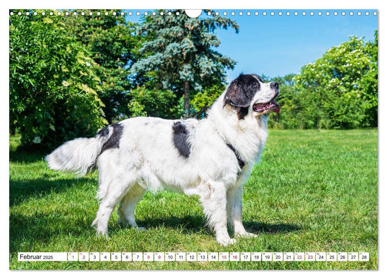 Bild: 9783383893865 | Traumhund Landseer (Wandkalender 2025 DIN A3 quer), CALVENDO...