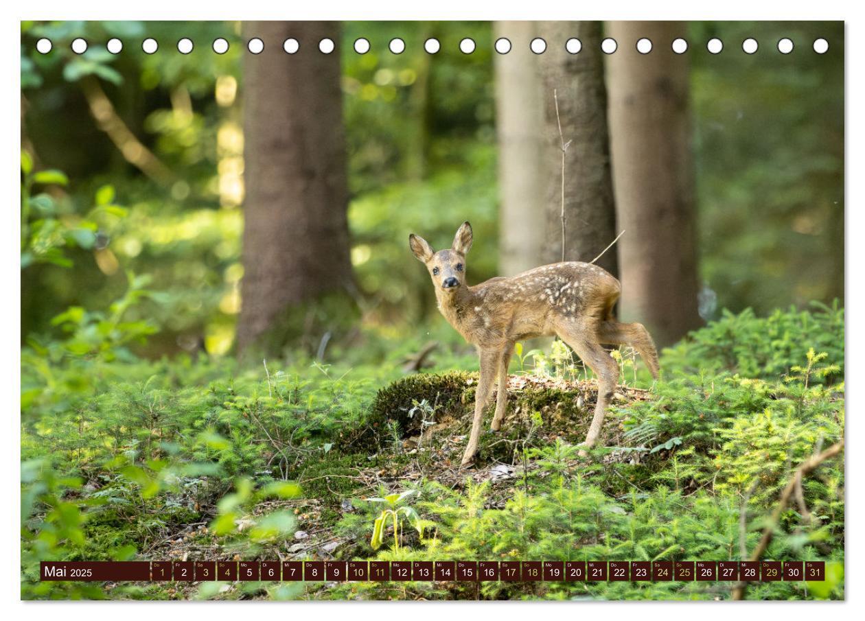 Bild: 9783457176061 | Zauberhafte Wesen - anmutiges Rehwild (Tischkalender 2025 DIN A5...