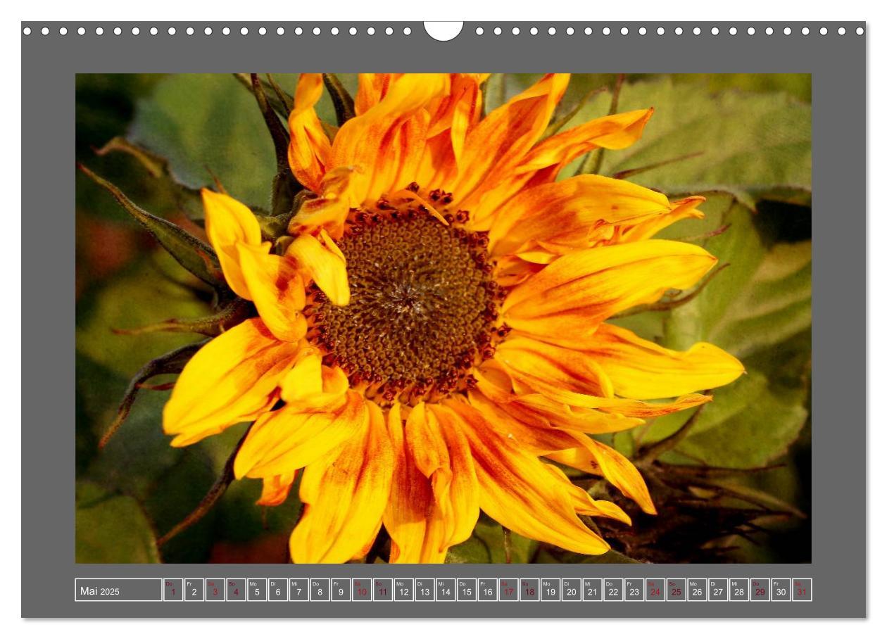 Bild: 9783435835409 | Blumen für dich (Wandkalender 2025 DIN A3 quer), CALVENDO...