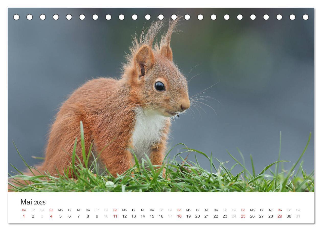 Bild: 9783435545780 | Eichhörnchen Kinder (Tischkalender 2025 DIN A5 quer), CALVENDO...