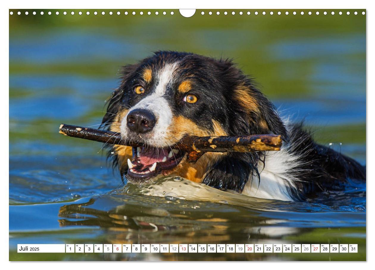 Bild: 9783435256860 | Traumhund Border Collie (Wandkalender 2025 DIN A3 quer), CALVENDO...