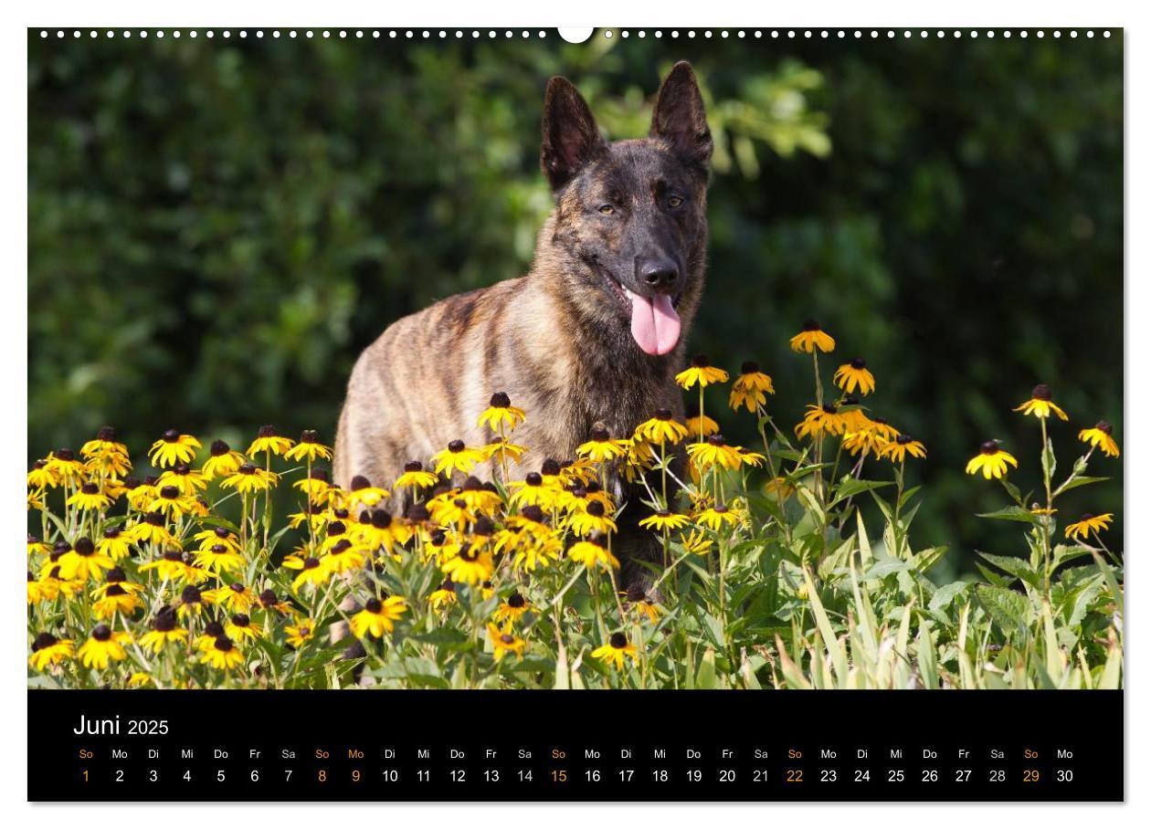 Bild: 9783435686681 | Holländischer Schäferhund (Wandkalender 2025 DIN A2 quer), CALVENDO...