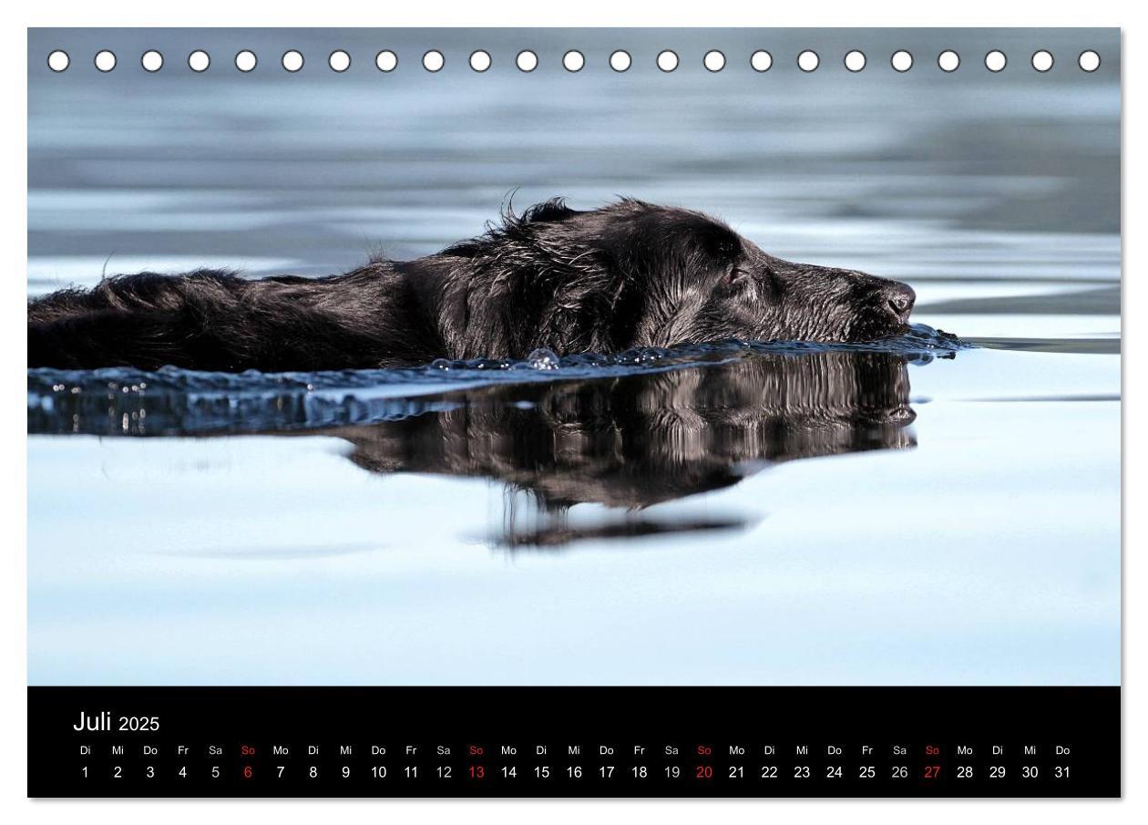 Bild: 9783435722136 | Flatcoated Retriever (Tischkalender 2025 DIN A5 quer), CALVENDO...