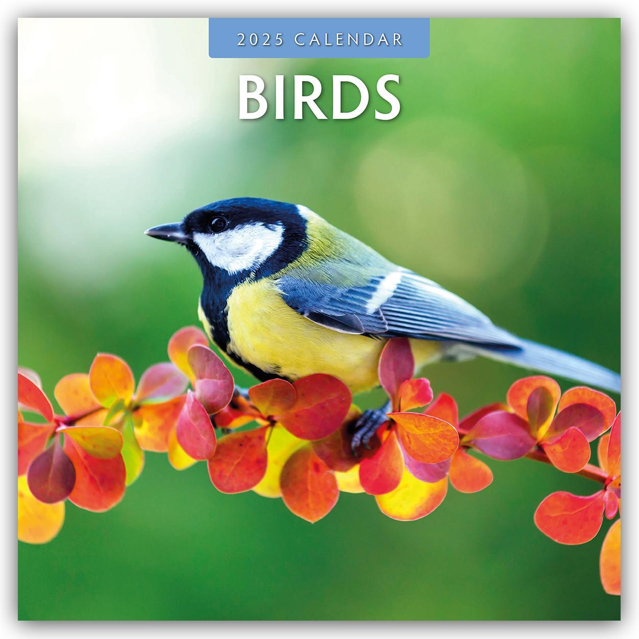 Cover: 9781804423714 | Birds - Vögel 2025 - 16-Monatskalender | Robin Red | Kalender | 13 S.