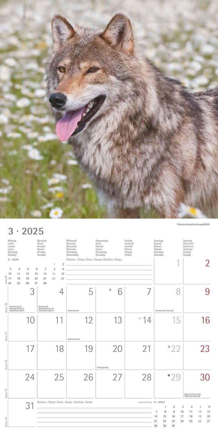 Bild: 4251732340711 | Wölfe 2025 - Broschürenkalender 30x30 cm (30x60 geöffnet) -...