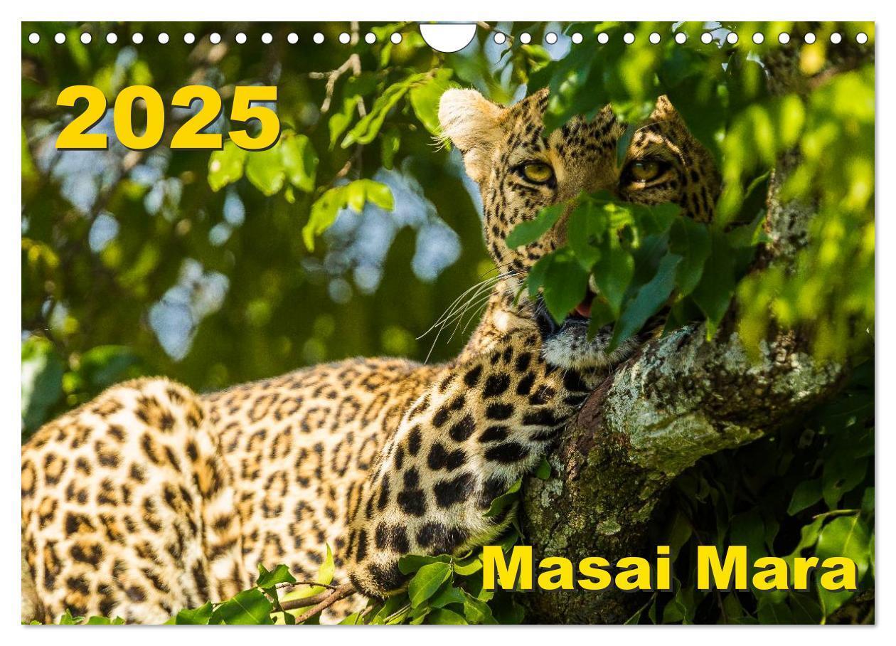 Cover: 9783435676941 | Masai Mara 2025 (Wandkalender 2025 DIN A4 quer), CALVENDO...