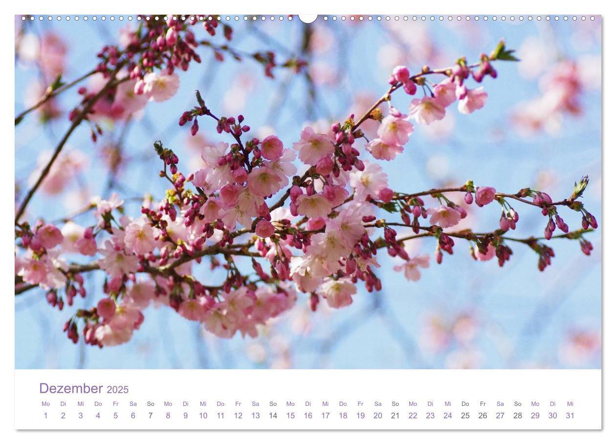 Bild: 9783435809516 | Blumen &amp; Blüten Träume (Wandkalender 2025 DIN A2 quer), CALVENDO...