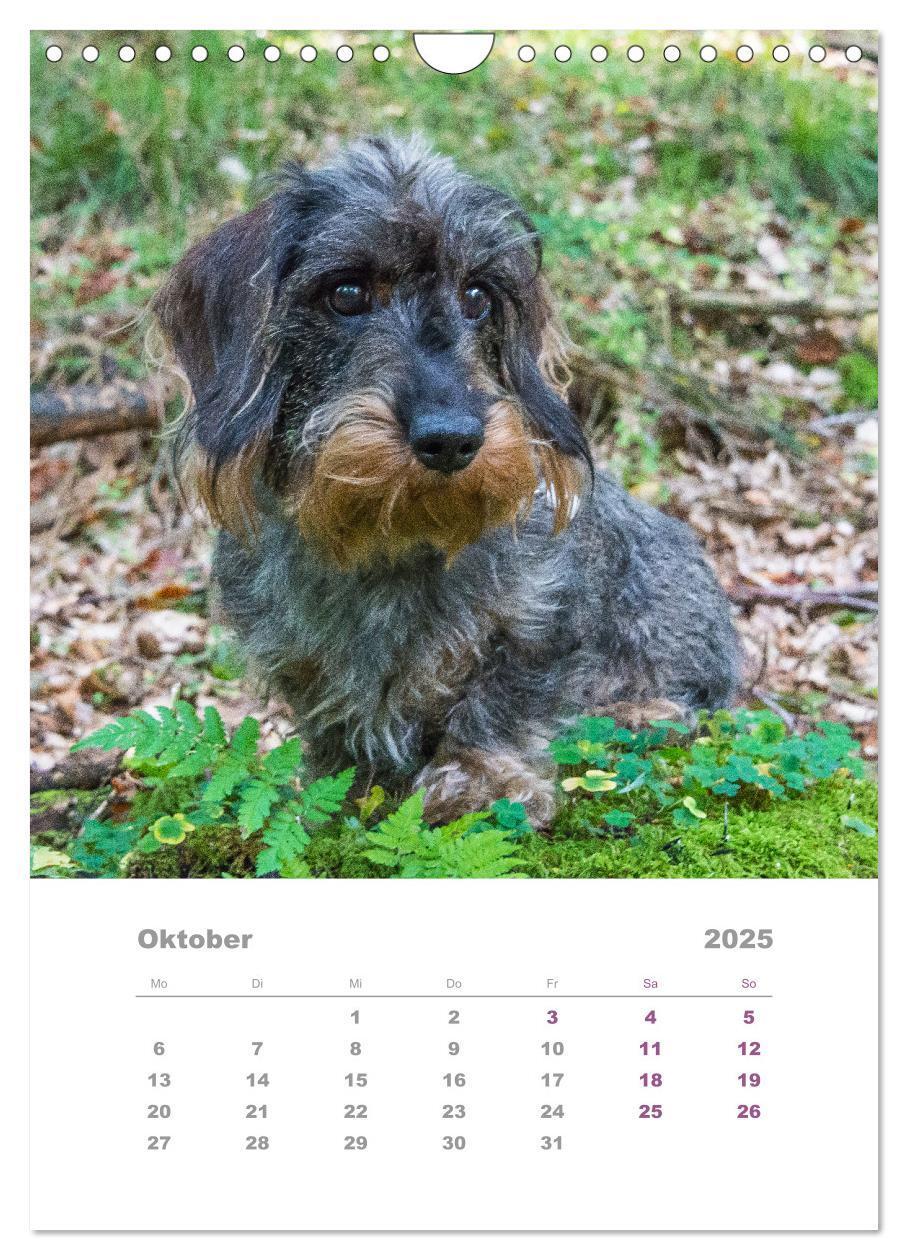 Bild: 9783435892846 | Dackel(augen)blicke (Wandkalender 2025 DIN A4 hoch), CALVENDO...