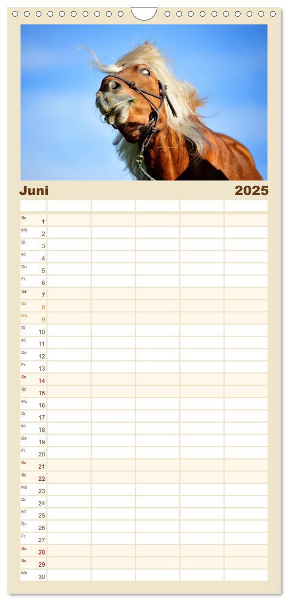 Bild: 9783457123959 | Familienplaner 2025 - Haflinger mit 5 Spalten (Wandkalender, 21 x...