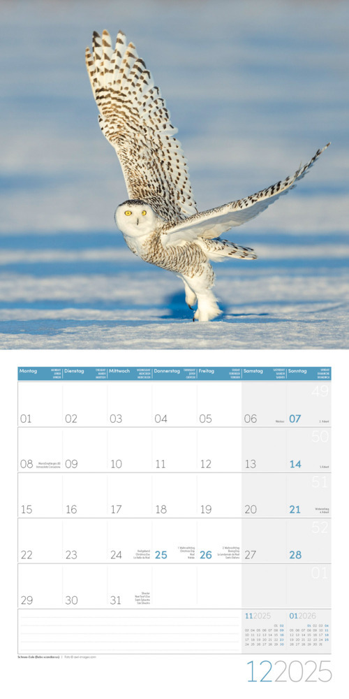 Bild: 9783838445243 | Eulen Kalender 2025 - 30x30 | Ackermann Kunstverlag | Kalender | 28 S.