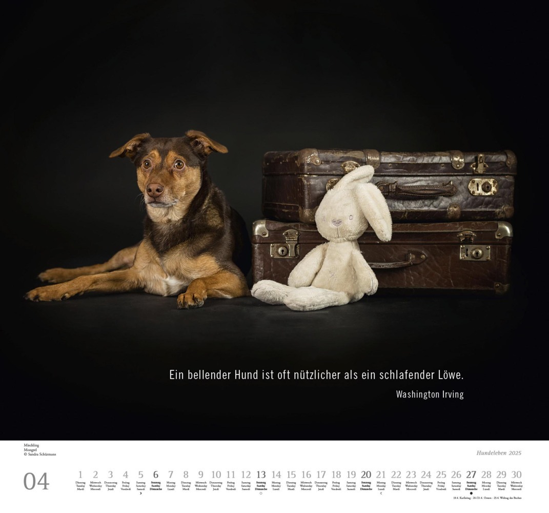 Bild: 4250809653365 | DUMONT - Hundeleben 2025 Wandkalender, 38x35,5cm,...