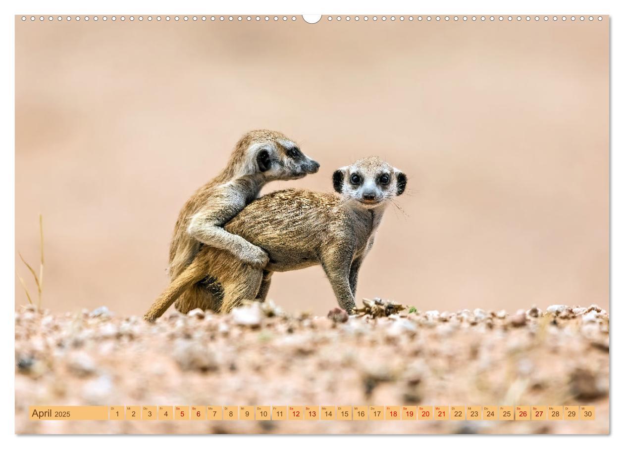 Bild: 9783383779336 | Afrikas Tierwelt - Erdmännchen (Wandkalender 2025 DIN A2 quer),...