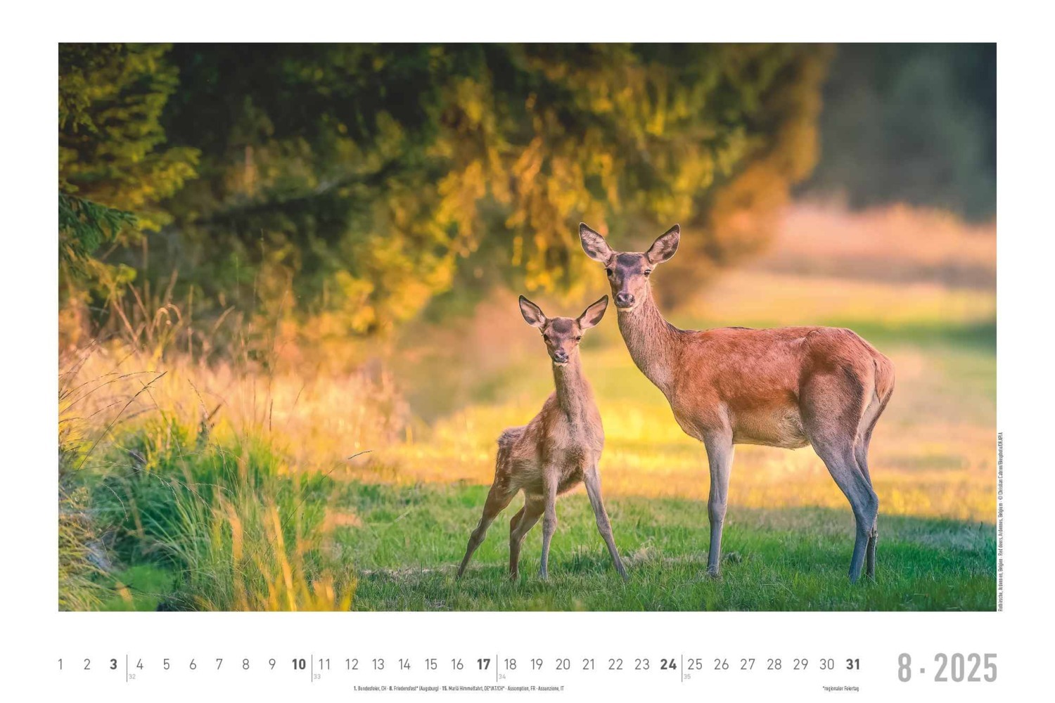 Bild: 4251732342197 | Lebensraum Wald 2025 - Bildkalender 49,5x33 cm - Tiere und Pflanzen...