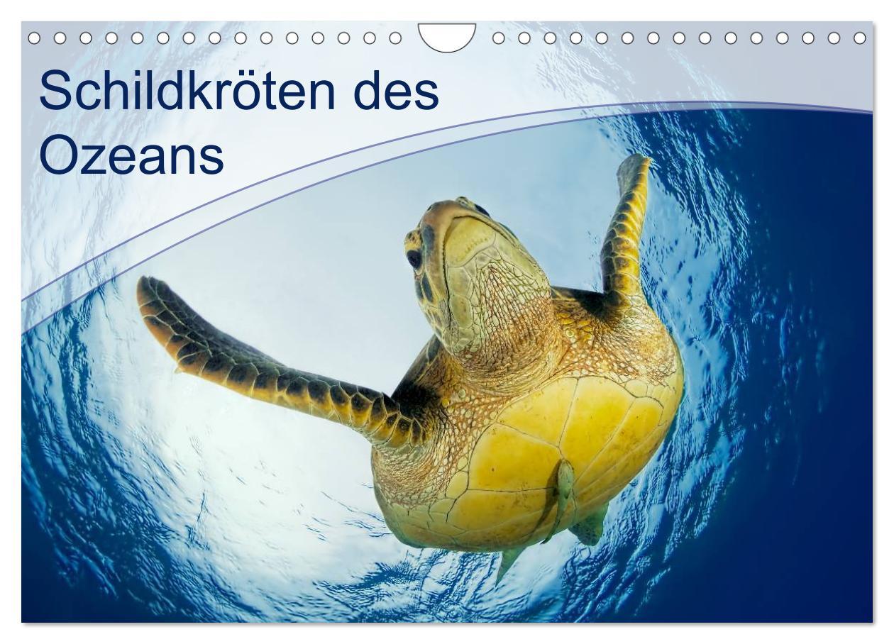 Cover: 9783435597680 | Schildkröten des Ozeans (Wandkalender 2025 DIN A4 quer), CALVENDO...