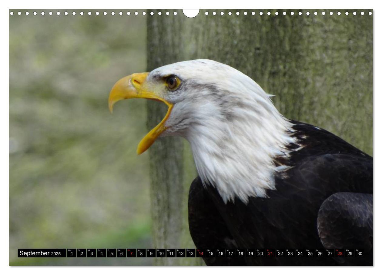 Bild: 9783435517886 | Weißkopfseeadler. Symbol der Freiheit (Wandkalender 2025 DIN A3...